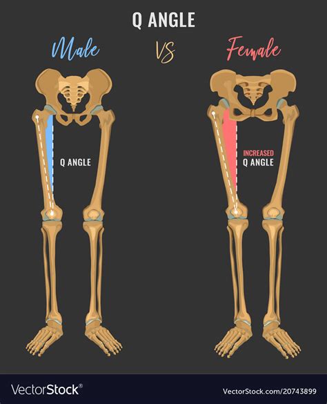 Female And Male Skeleton Differences Royalty Free Vector