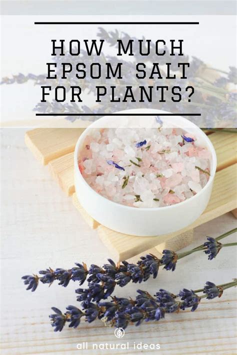 Remember that natural sea salt has way more benefits than synthetic epsom salt. How Much Epsom Salt for Plants to Get Tasty Veggies? | All ...