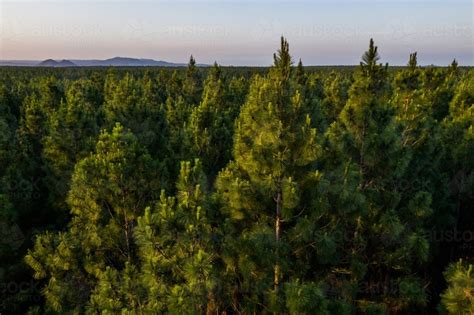 Image Of Aerial Image Of A Pine Tree Plantation Forest Austockphoto