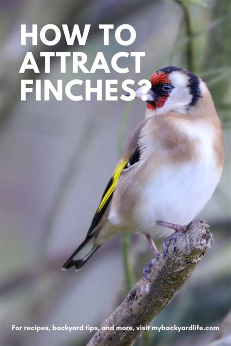 How To Attract Finches And 7 Helpful Tips Finch Finch Feeders