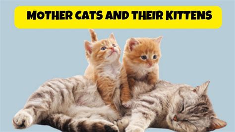 Feeding And Training Process Of Mother Cats And Their Kittens The