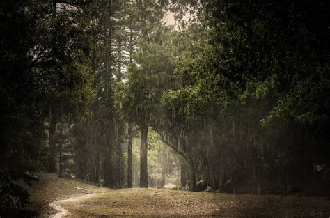 Rainy Forest Wallpapers 4k Hd Rainy Forest Backgrounds On Wallpaperbat