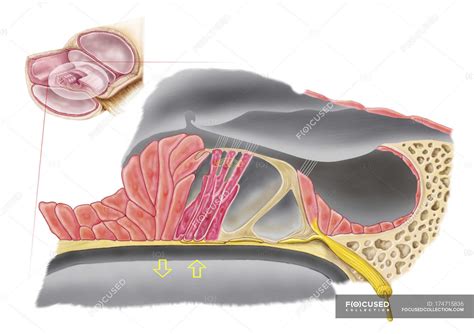 Medical Illustration Of The Organ Of Corti Anatomy — Magnification