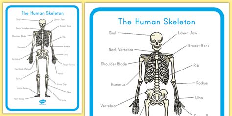 Skeleton Bones Labeled
