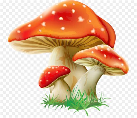 Cogumelo Fungo Amanita Muscaria png transparente grátis