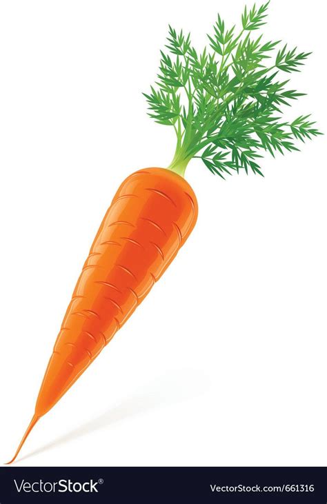 Carrot With Top Vector Illustration Isolated On White Background