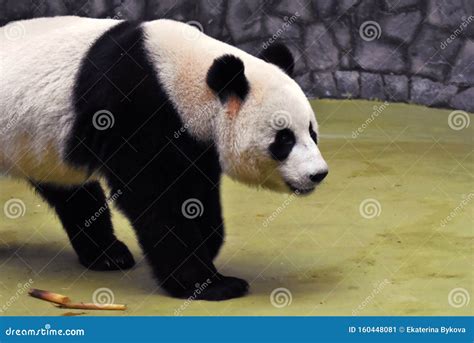 Panda Male Bear Color Portrait Stock Image Image Of Bear Head