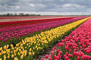 Tulip, Fields, Tulips, Field, Flower, Flowers, Wallpapers