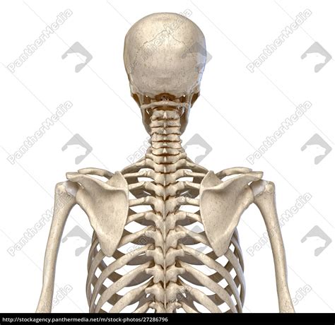Menschliche Anatomie Skelettsystem Des Torso Lizenzfreies Foto