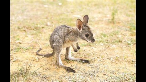 How To Pet A Baby Kangaroo Cutest Video Youtube