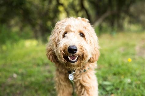 All You Need To Know About Hypoallergenic Dogs And The Difference Dog