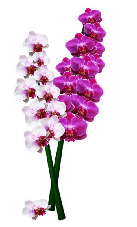 Orchid Png Image Purepng Free Transparent Cc0 Png Image Library