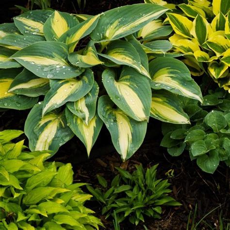 11 Easy To Grow Plants To Add Color To Your Shade Garden