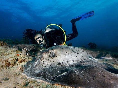 100 Trips To Take In Your Lifetime Business Insider Best Scuba Diving