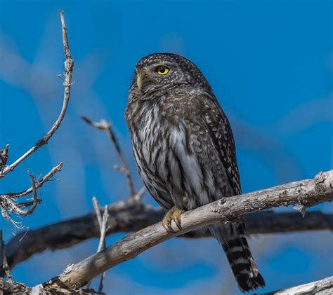 Neovista Birds And Wildlife Pygmy Owls And Desert Reptiles
