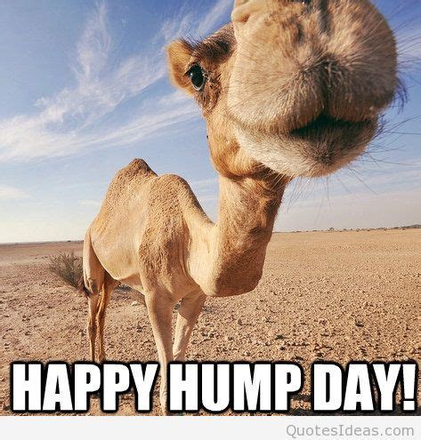 Happy Hump Day Funny Quotes Quotesgram