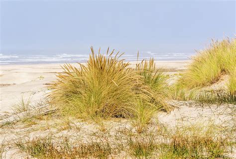 Beach Grass At Driftwood Beach Photograph By Marv Vandehey Fine Art