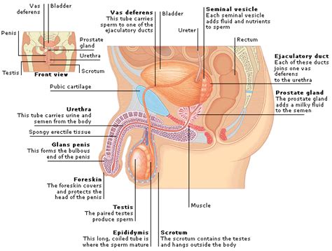 Medical Encyclopedia Structure Male Reproductive System