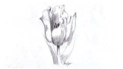 Circulaţie Jabeth Wilson Căpușă Desene Simple In Creion Cu Flori