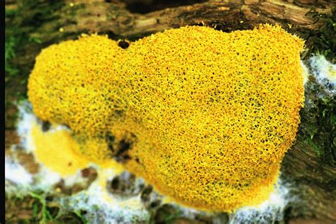1 2 3 4 5 >. Yellow Slime Mold Photograph by Rick Rauzi