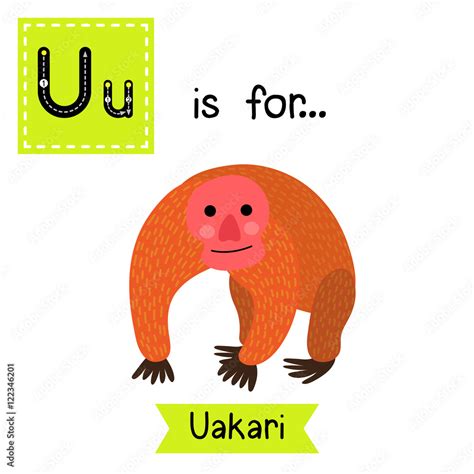 U Letter Tracing Uakari Cute Children Zoo Alphabet Flash Card Funny