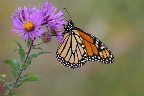 3840x2160 Resolution Tiger Striped Butterfly Monarch Butterfly