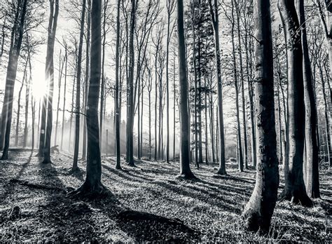 47 Black And White Forest Wallpaper