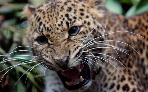 Leopard Teeth Anger Aggression Big Cat Wallpaper Coolwallpapersme