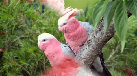 Pink Parrot Youtube