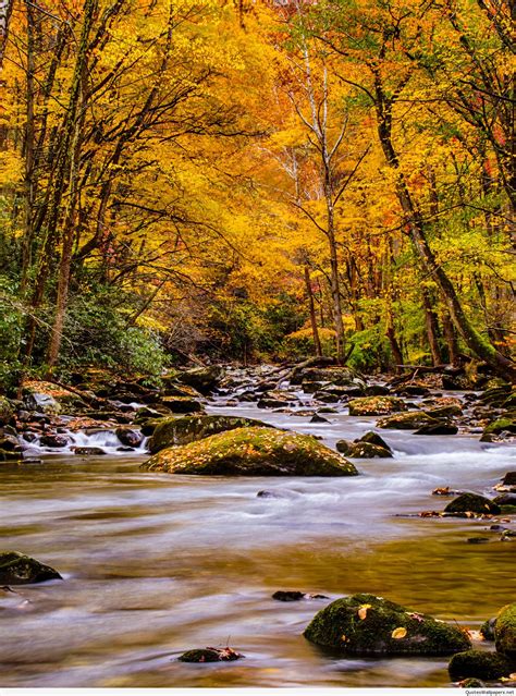 Fall Scene From Elkmont Campground In The Great Smoky Mountain National