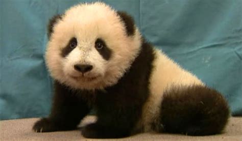 The Panda Baby Hua Mei Panda Panda Videos Panda Bear
