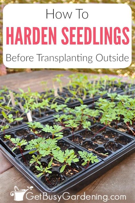 How To Harden Off Seedlings Before Transplanting Get Busy Gardening