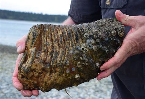 KUOW - What do you do when you find a mammoth molar?