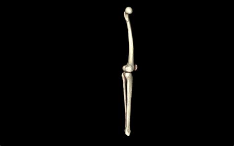 Knee Joint Femur Tibia Fibula 3d Models 3d Model Animated Obj 3ds