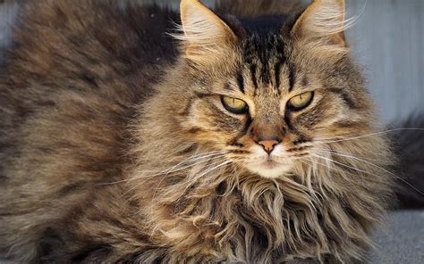 10 Amazing Cat Breeds That Will Make You Fall In Love With Them