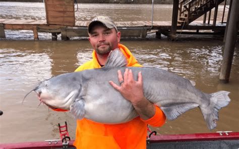 West Virginia Fisherman Catches State Record Blue Catfish Whiskey Riff
