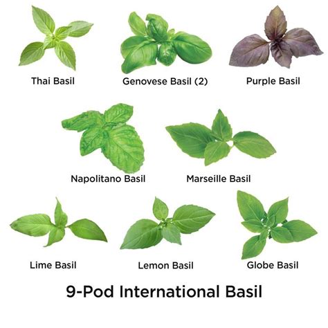 International Basil Seed Pod Kit 9 Pod In 2021 Seed Pods Types Of
