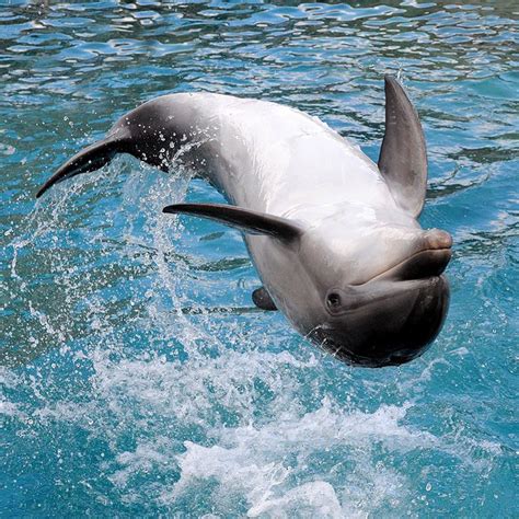 145 Best Images About Dolphin Delight On Pinterest