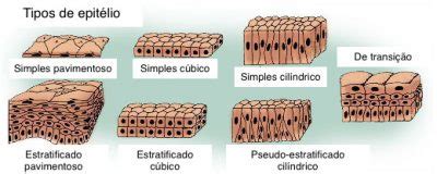 Tecido Epitelial De Revestimento Histologia Interativa