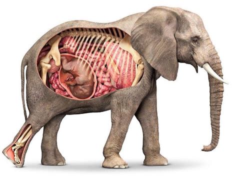 Miraculous Moment Unveiled: Captivating Video of Baby Elephant's Birth