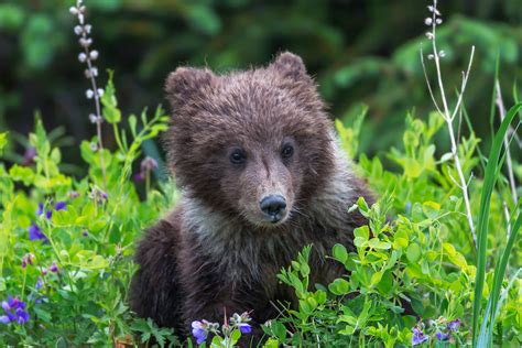 Grizzly Bear Cub In Flowers Fine Art Photo Print For Sale Photos By