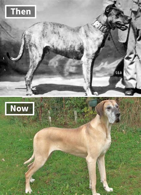 Here Are 18 Photos Showing Dog Breeds Today Vs 100 Years Ago