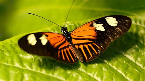 Tennessee Aquarium Butterfly Garden Youtube