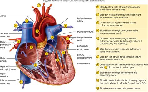 Basic step by step listing of the flow of blood through the human heart. Step Of Blood Flow Through The Heart Heart Blood Flow ...