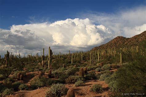 Saguaro Cacti At Usery Mountain Park Mesa Arizona Mountain Park