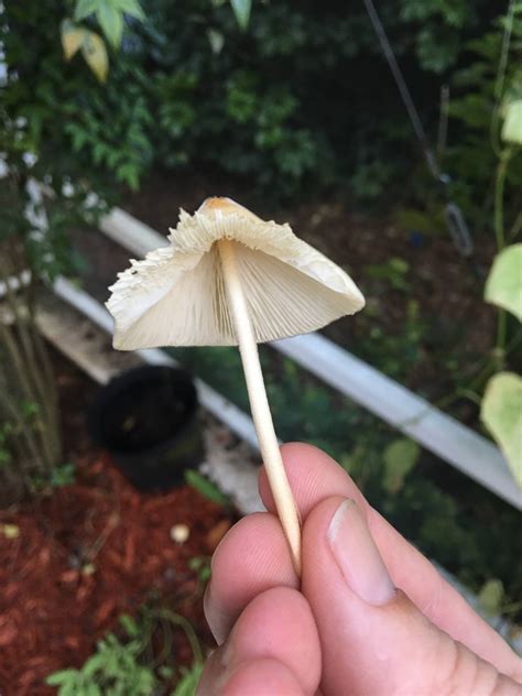 Central Florida Wild Mushroom What Is She Mushroom Hunting And