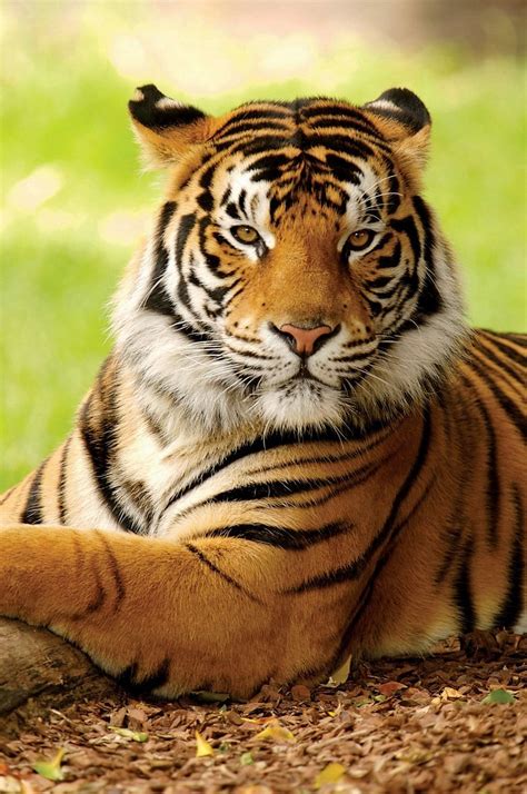 Tigers Wallpaper ~ Beautiful Tiger Kolpaper