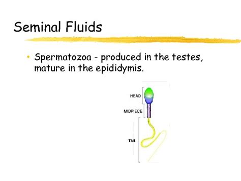 Urinalysis And Body Fluids Unit 5 Seminal Fluid