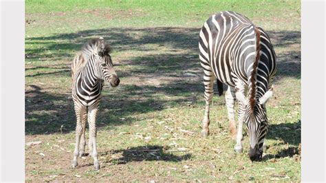 Taronga Western Plains Zoo Welcomes New Arrivals Video