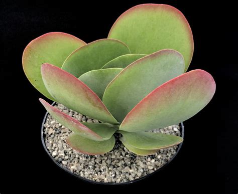 Bird's brandy, desert cabbage, flapjacks, ice sculpture, paddle plant, white lady kalanchoe, yellow flapjacks. Kalanchoe thyrsiflora 'Bronze Sculpture' | Surreal Succulents